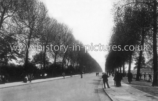 The Avenue, Finsbury Park, London. c.1910